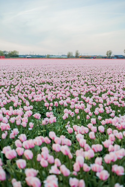 Fields of pink Dutch tulips at sunset Village Europe Blooming tulips