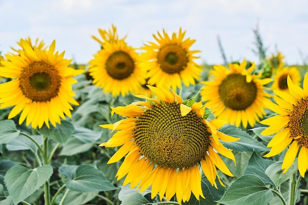 Fields planted with sunflowers bright yellow and growing flowers