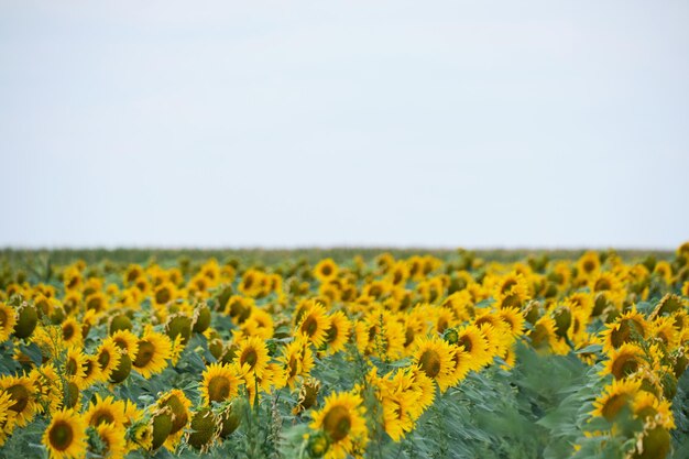 Fields planted with sunflowers bright yellow and growing flowers