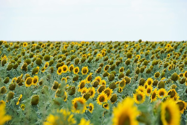 ヒマワリが植えられた畑は鮮やかな黄色で、花が育っています