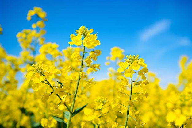 Fields of rapeseed flowers under a blue sky