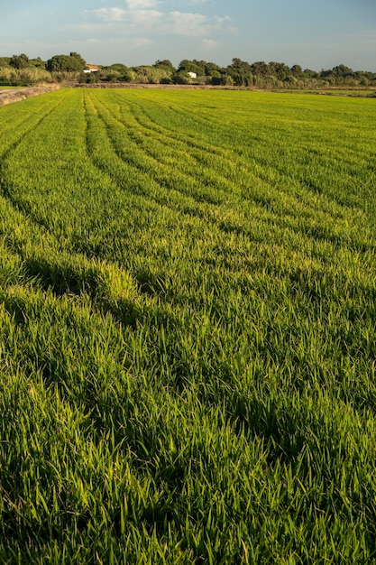 Fields of rice plantation