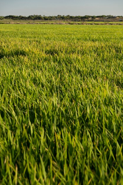 Fields of rice plantation