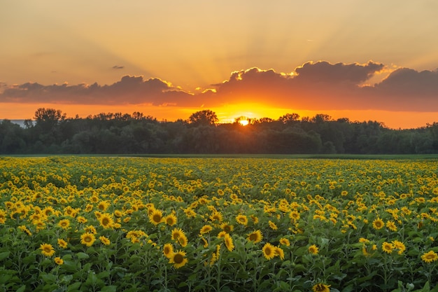 Поля подсолнухов или солнце на закате. Helianthus annuus, выращенный для съедобных семян, муки и масла.