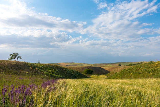 Fields and trees against the background of mountains