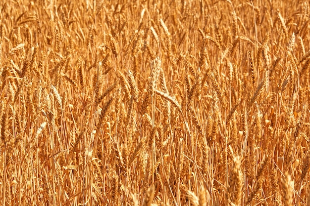 Fields of wheat at the end of summer fully ripe. Nature photo. Idea of a rich harvest