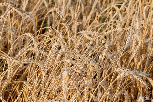 完全に熟した夏の終わりに小麦畑