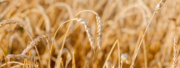 Fields of wheat at the end of summer fully ripe