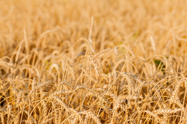 夏の終わりに完全に熟した小麦畑