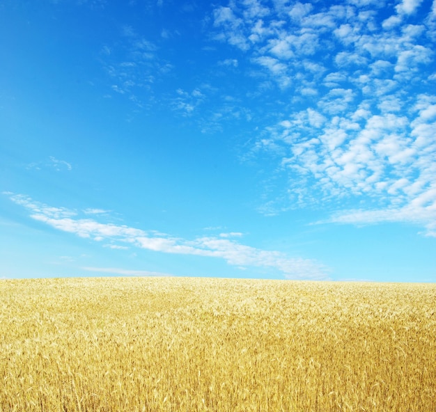 Fields of wheat at the end of summer fully ripe