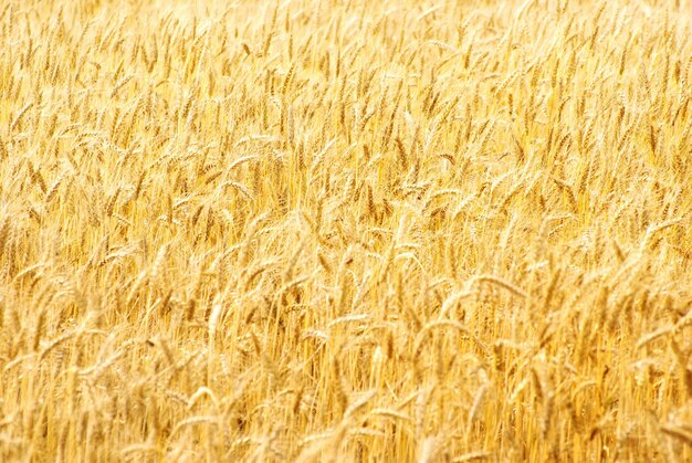 完全に熟した夏の終わりに小麦畑