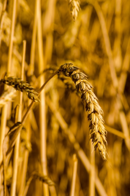 Fields of wheat