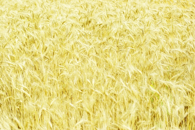 Fields of wheat