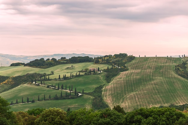 저녁 바닐라 하늘 Val d' Orcia Ital 아래 사이프러스 나무 줄이 있는 구불구불한 들판