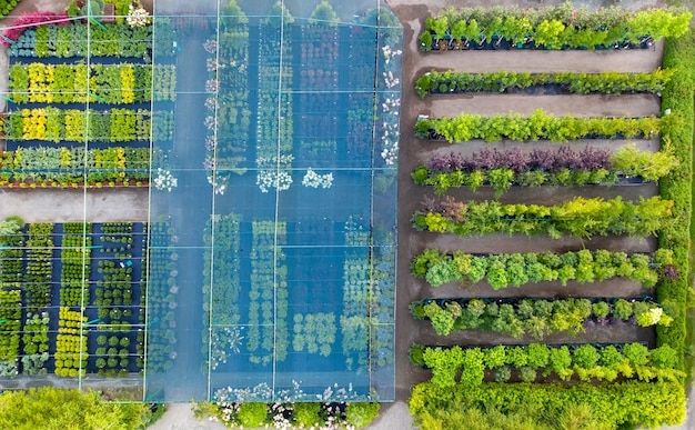 Fields with ornamental plants.