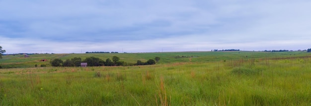 Fields with rapeseed on the danish Europe