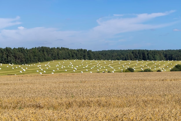 Fields with ripening unripe wheat