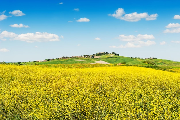 Fields of yellow flowers and blue sky. Beautiful Tuscany landscape, province of Certaldo, Italy