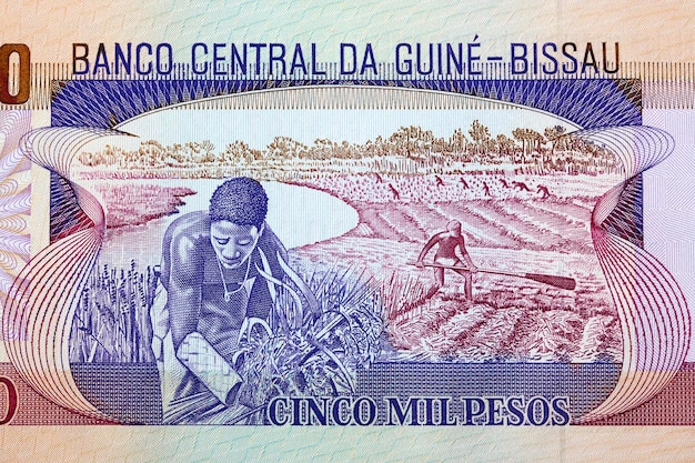 Fieldwork from GuineaBissau peso