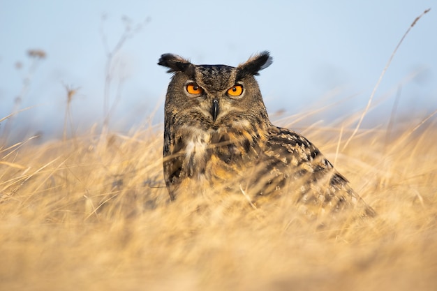 Gufo reale europeo feroce che esamina macchina fotografica