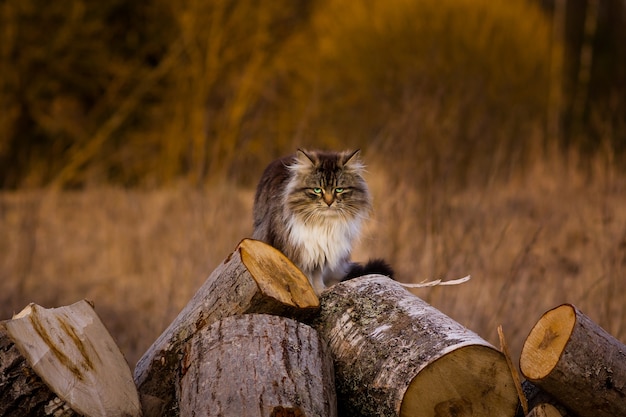 Fierce fluffy cat sitting on the woodangry cat is going to hunt mice the cat has green eyes background blurred