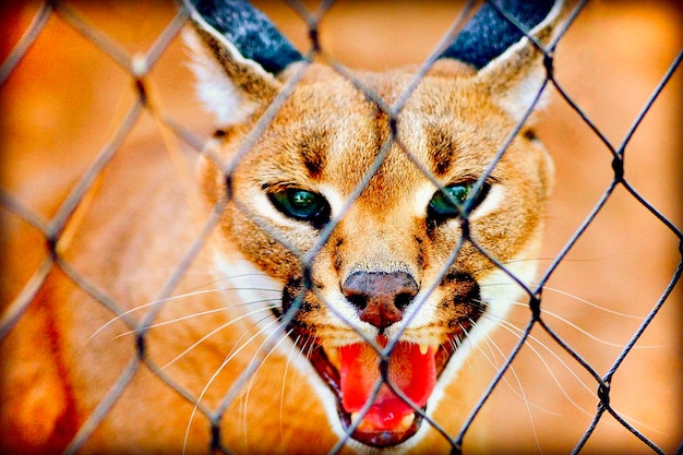 A fierce mountain lion behind fence