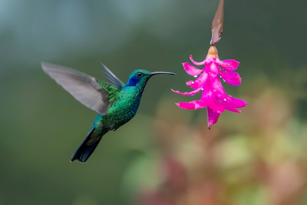 The fierythroated hummingbird is a species of hummingbird in the Lampornithini mountain jewels tribe in the subfamily Trochilinae It is found in Costa Rica and Panama