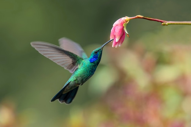 炎の喉のハミングバード (Fire-throated Hummingbird) はコスタリカとパナマで生息する