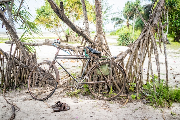 Fiets op strandboom