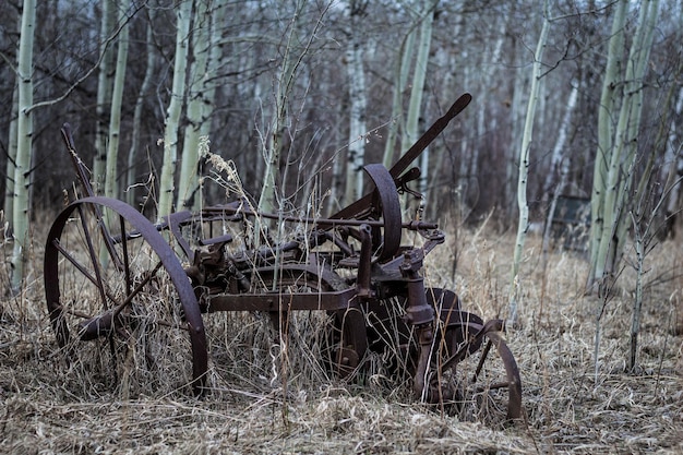 Fietsen geparkeerd op boomstammen in het bos