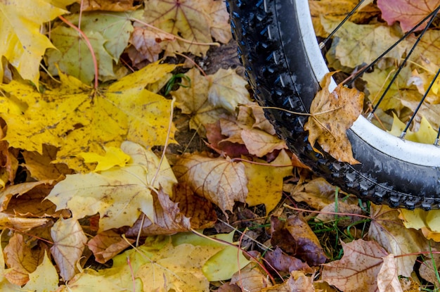 Fietswiel op de achtergrond van esdoornbladeren Mountainbiketocht door het park op een herfstdag