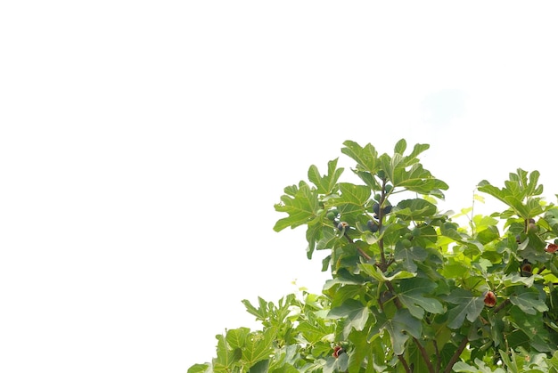 fig branches isolated