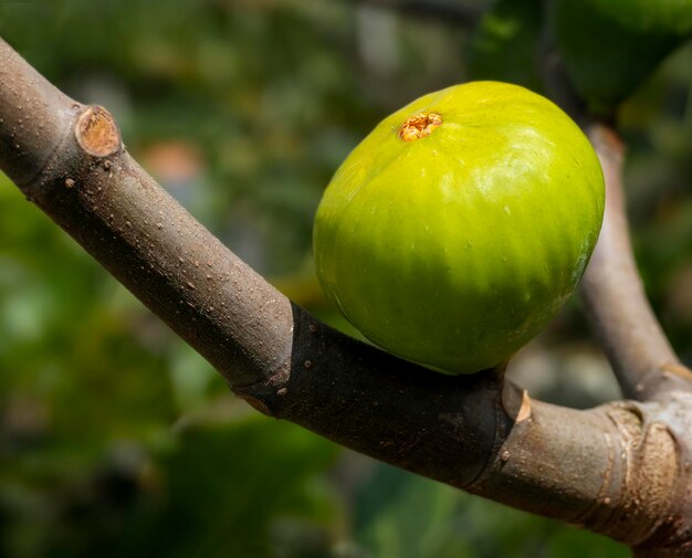 Fig on a fig branch