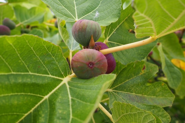 Смоковница или фиговое дерево или смоковница обыкновенная Ficus carica - субтропическое листопадное растение рода Ficus семейства тутовых Инжир на ветке Садовые растения Спелый зеленый красный инжир в саду или на ферме