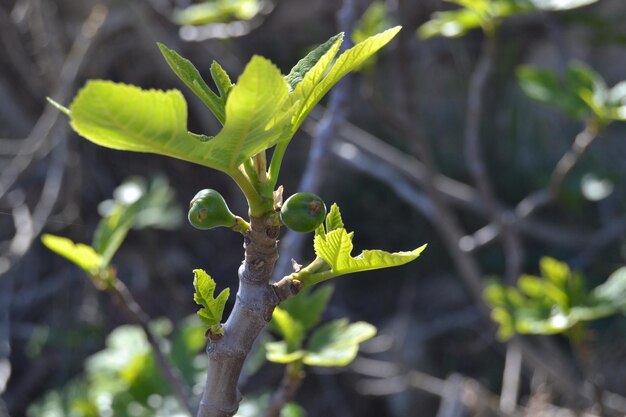 fig on a fig tree