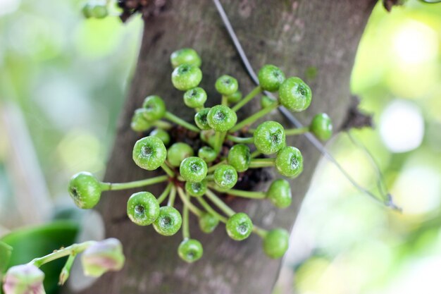 Fig fruit