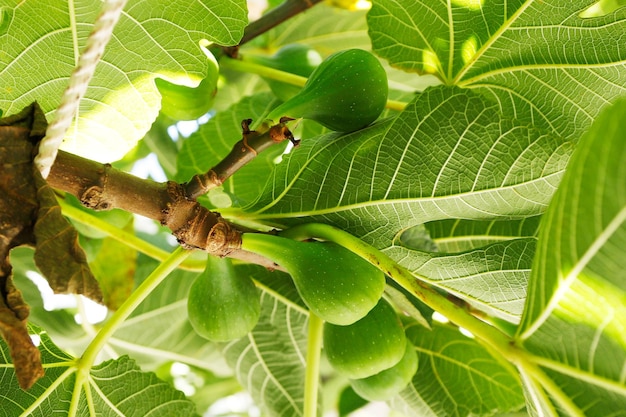 fig growing in tree ripe organic farming agriculture healthy harvest home grown urban sustainable