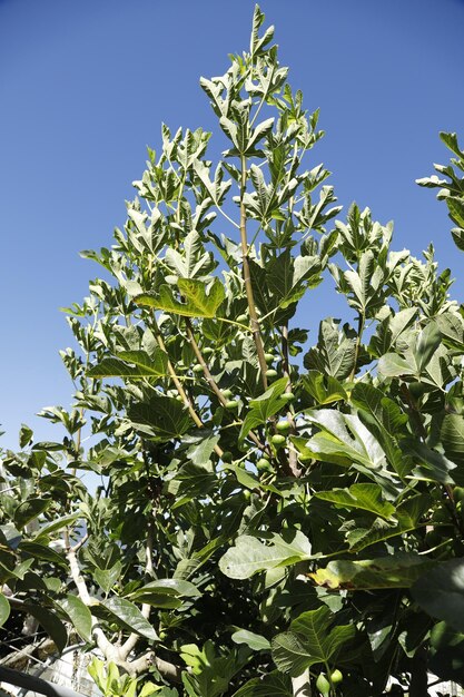 инжир растет на дереве спелое органическое земледелие сельское хозяйство здоровый урожай домашнее выращивание городское устойчивое