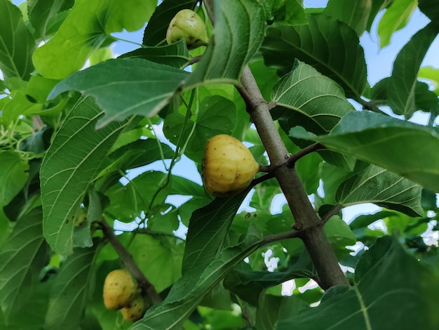 イチジクは木です。果物は普通に食べられます。果実、葉、根は薬に使われます。