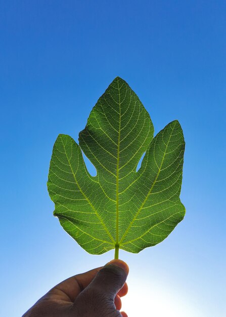 Fig leaf in hand with blue sky background