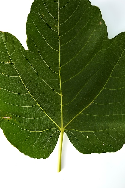 fig leaf on a white background