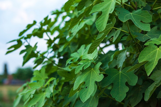 Fig leaves detail detail in nature at sunrise time