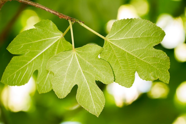 Fig leaves in the trees