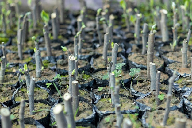 Fig plants sprouting new leaves growing in a greenhouse