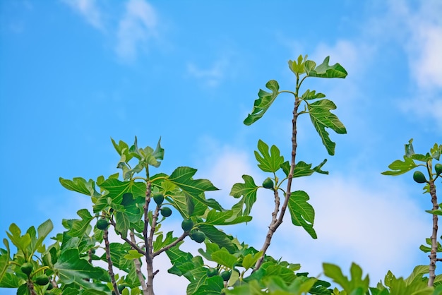 Fig tree under a blue sky