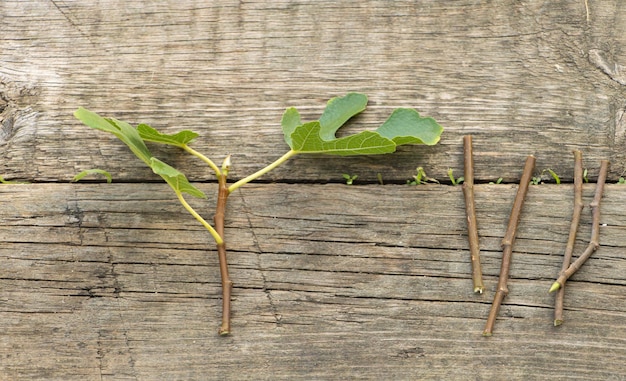 Fig tree pruning by cuttings Wooden background