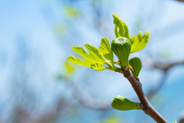 Fig tree sprouts and green figs in spring sunny weather