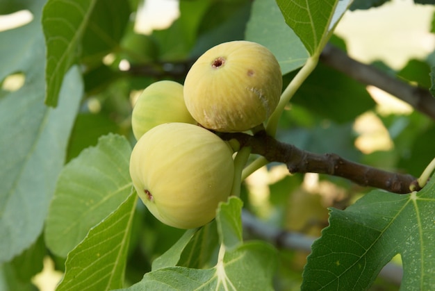 Fig tree with green leaves and soft background