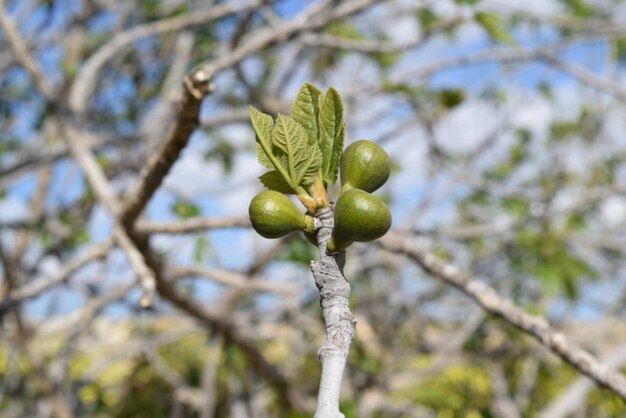 Photo fig tree