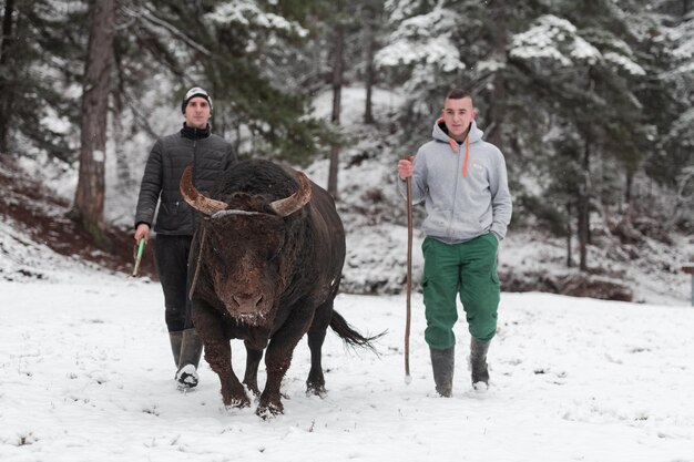 Fighter Bull whispers, trainers crew of fighter bull on a snowy winter day in a forest meadow and preparing him for a fight in the arena. Bullfighting concept. Selective focus. High-quality photo